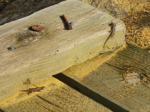 Spotting Image 1