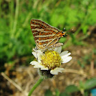 Common Silverline