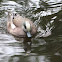 American Widgeon
