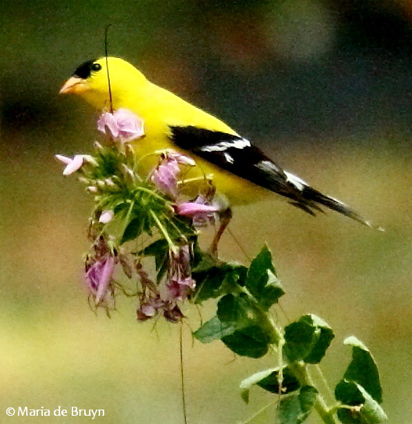 American goldfinch