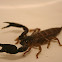 Australian Rainforest Scorpion