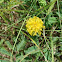 Yellow Puff