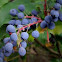Beals Mahonia