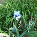 Bearded Iris