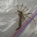 Crane fly