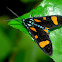 Metalmark Moth