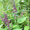 Hedge Woundwort