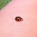 Multicolored Asian Lady Beetle