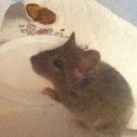 House Mouse