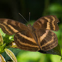Chocolate Pansy