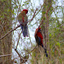 Crimson Rosella
