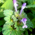 Henbit Deadnettle, Greater Henbit