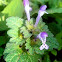 Henbit Deadnettle, Greater Henbit