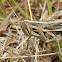 Grasshopper