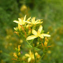 Common St. John's Wort