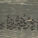 Black-winged Stilt