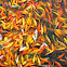 Koi fish