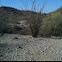 Ocotillo
