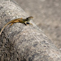 Large psammodromus
