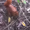 Eurasian red squirrel