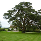 Cork Oak
