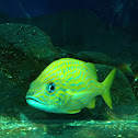 Blue-striped Grunt