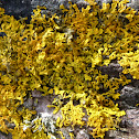 maritime sunburst lichen, yellow scale