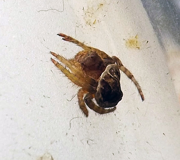 Wraparound Spider Project Noah