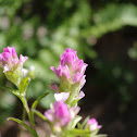 Pink Owl Clover