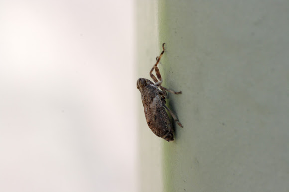Spotting Image 1