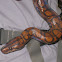 Rainbow boa