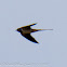 Barn Swallow; Golondrina Común