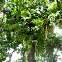 Staghorn Ferns