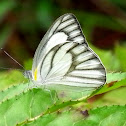 Striped Albatross