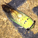 Superb Dog-Day Cicada