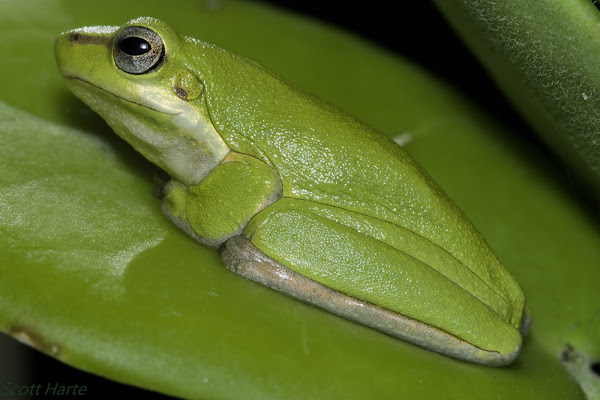 Northern Dwarf Tree Frog 