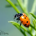 Ladybug