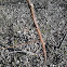 Bristly locust, rose acacia
