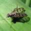 Common Snipe Fly