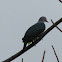 Green Imperial Pigeon