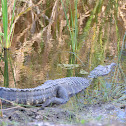 American Alligator