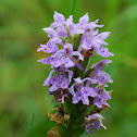 Military Orchid