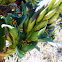 Puya