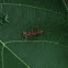 red ant-mimicking spider