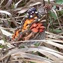 American Painted Lady