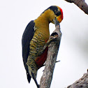 Golden-Naped Woodpecker