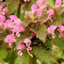Purple deadnettle