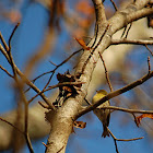 Pine Warbler
