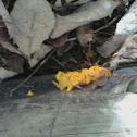 Witches butter
