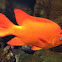 Garibaldi fish